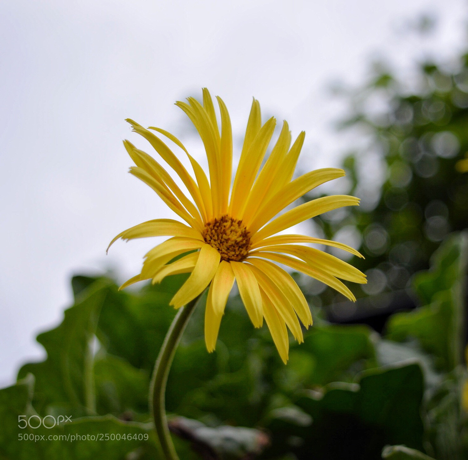 Nikon D5200 sample photo. Standing tall  photography