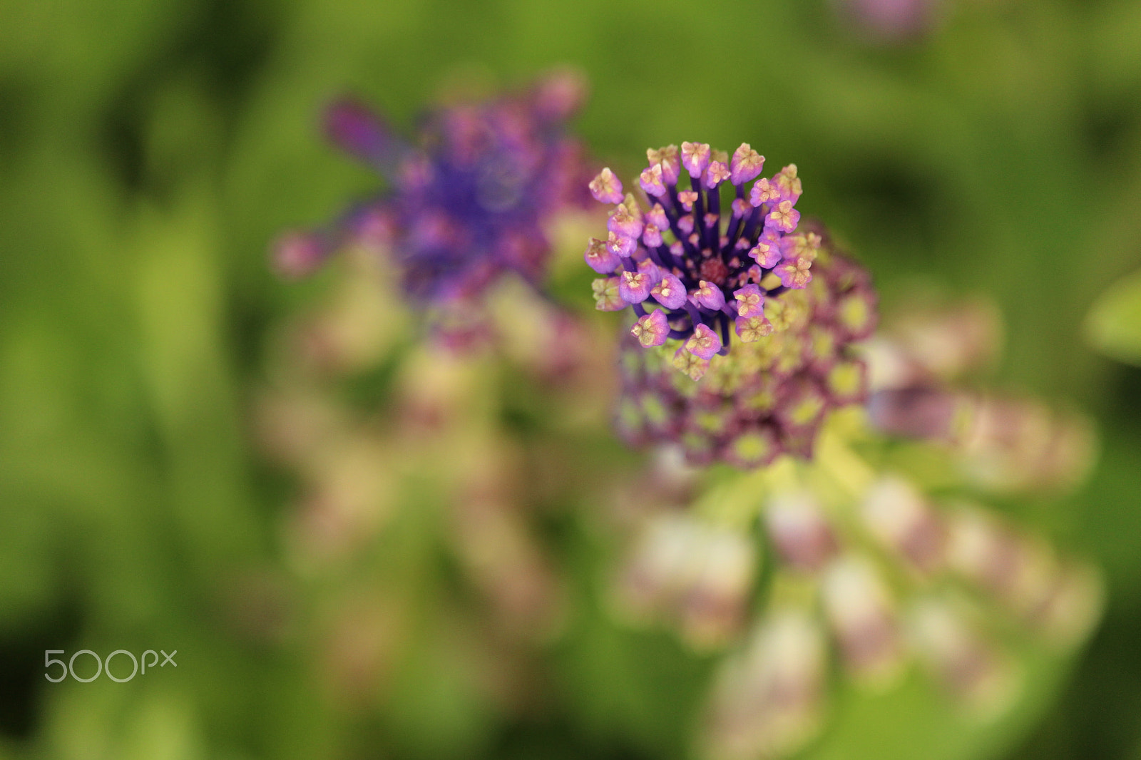 Canon EF-S 55-250mm F4-5.6 IS STM sample photo. Giacinto dal pennacchio - muscari comosum photography