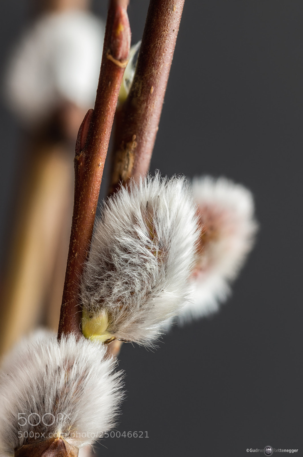 Nikon D5500 sample photo. Weidenkätzchen photography