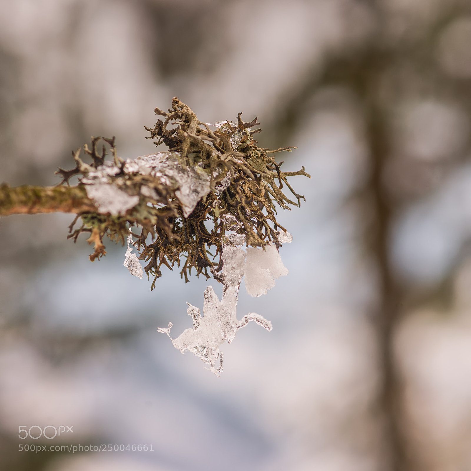 Nikon D610 sample photo. Kompozycja natury photography