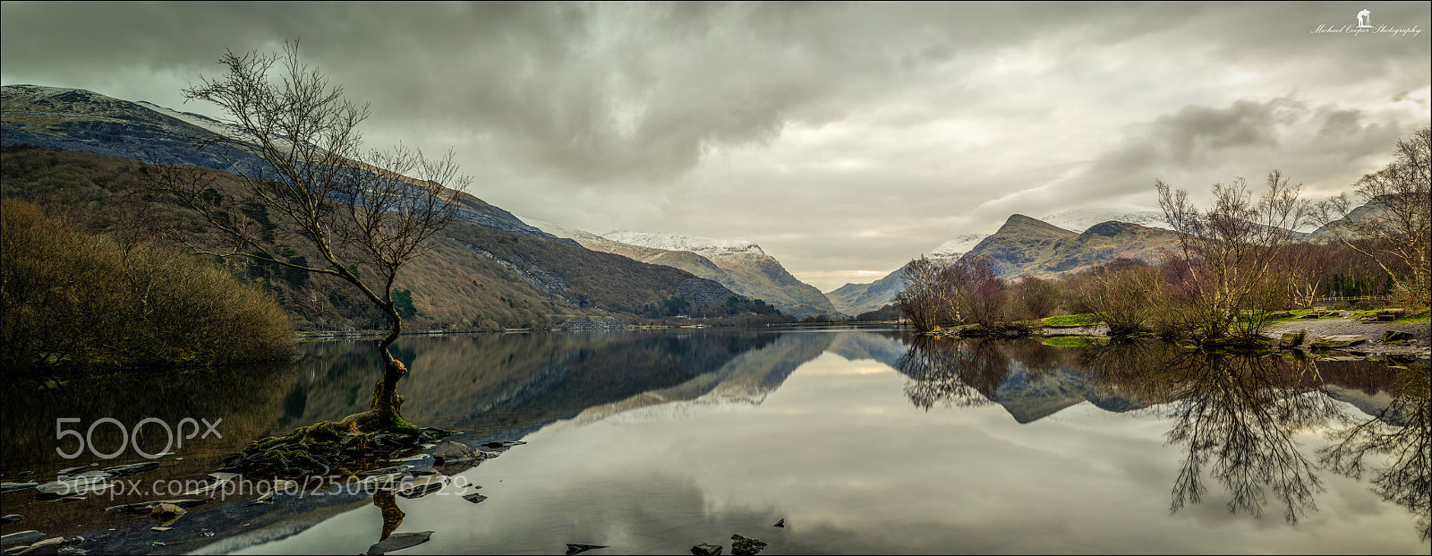 Nikon D810 sample photo. Pano tree photography