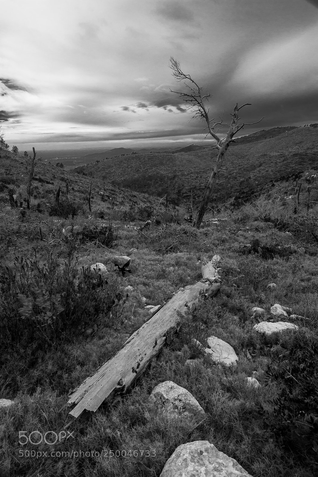 Canon EOS 100D (EOS Rebel SL1 / EOS Kiss X7) sample photo. The fallen tree photography