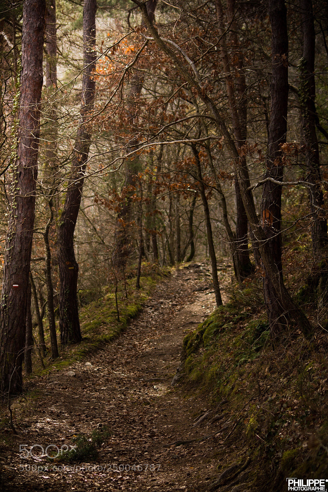 Canon EOS 700D (EOS Rebel T5i / EOS Kiss X7i) sample photo. Forest way.. photography