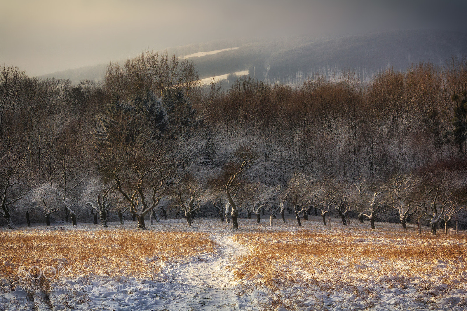 Canon EOS 550D (EOS Rebel T2i / EOS Kiss X4) sample photo. Frosty vienna woods photography