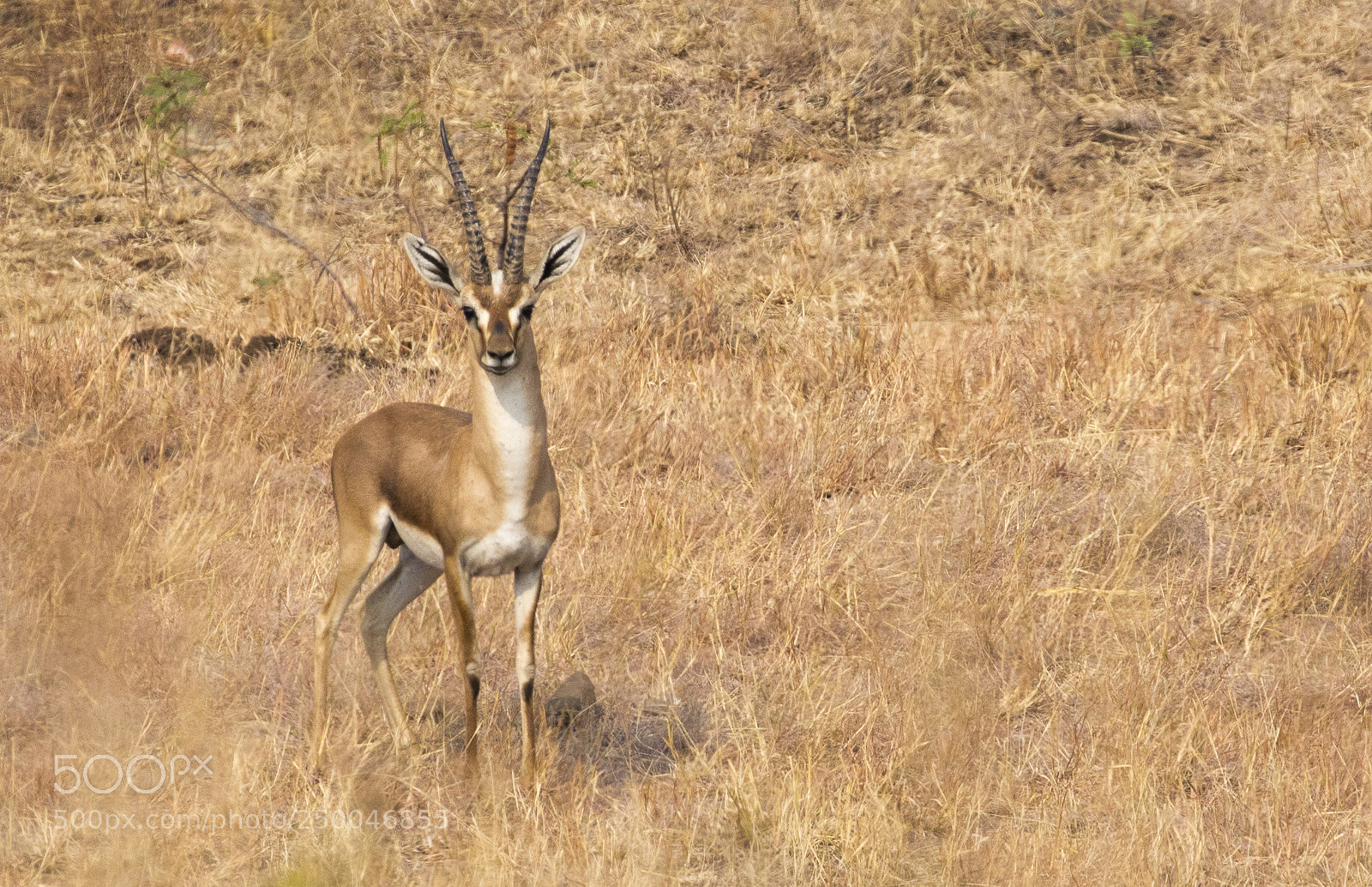 Canon EOS 5D Mark IV sample photo. Chinkara - indian gazelle photography