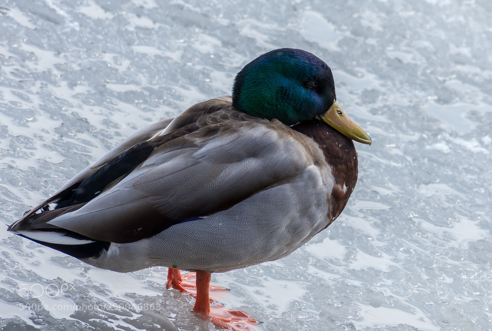 Nikon D7200 sample photo. Male mallard on frozen photography