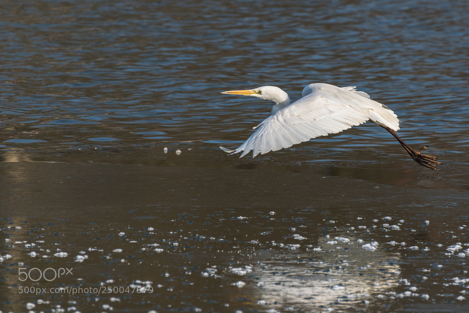Nikon D610 sample photo. Lecimy photography