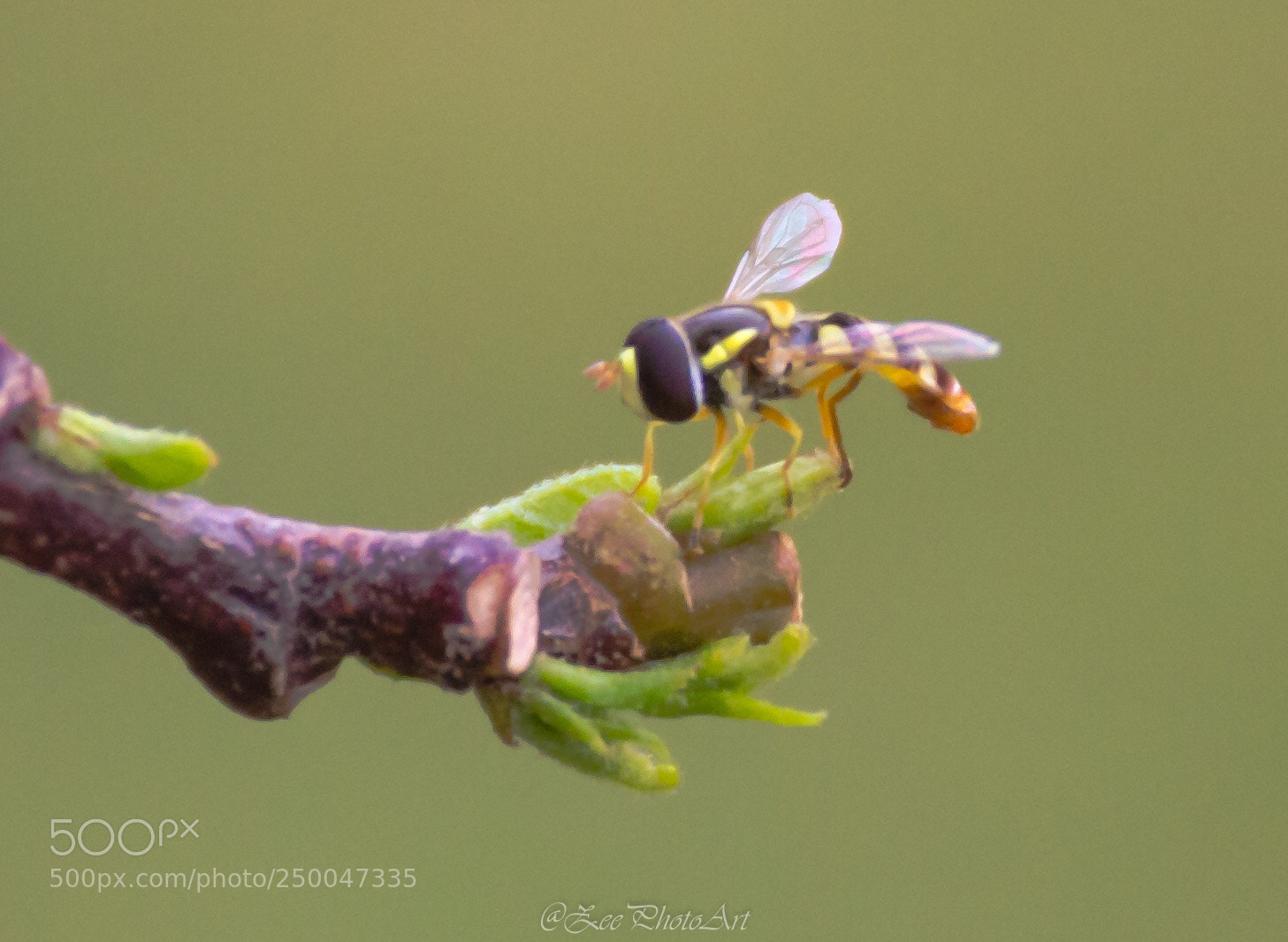 Nikon D5100 sample photo. Bee the one photography
