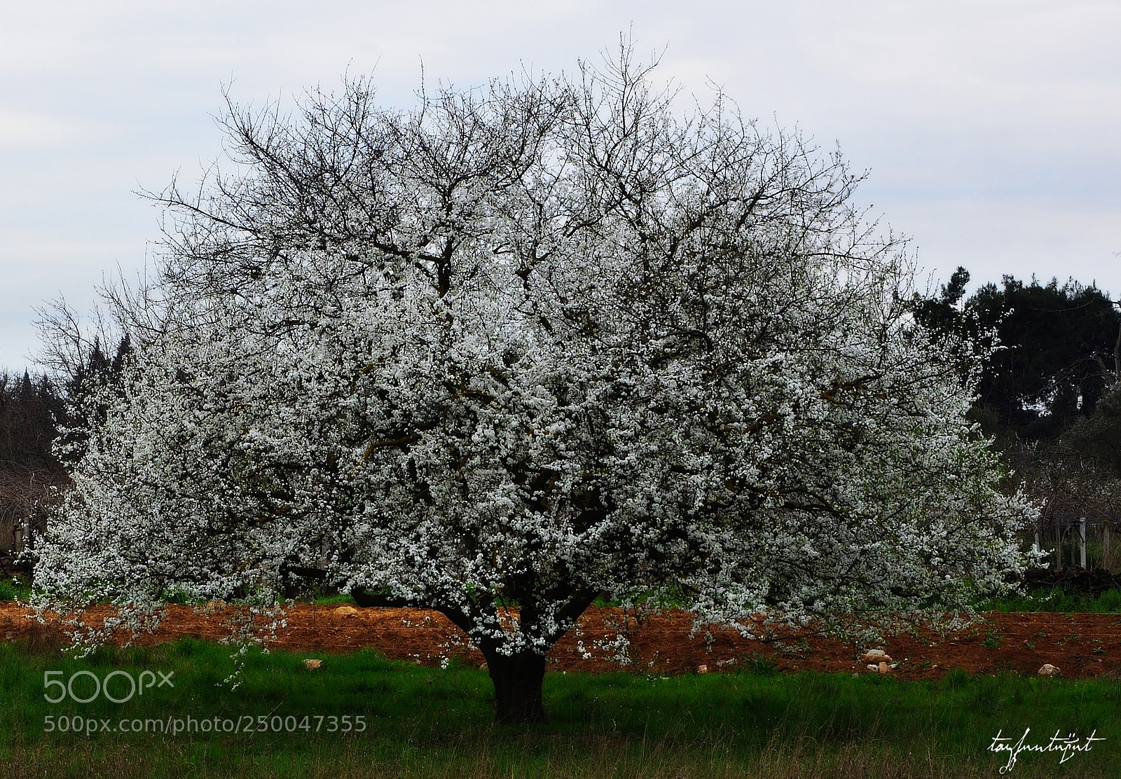 Nikon D5200 sample photo. Spring photography