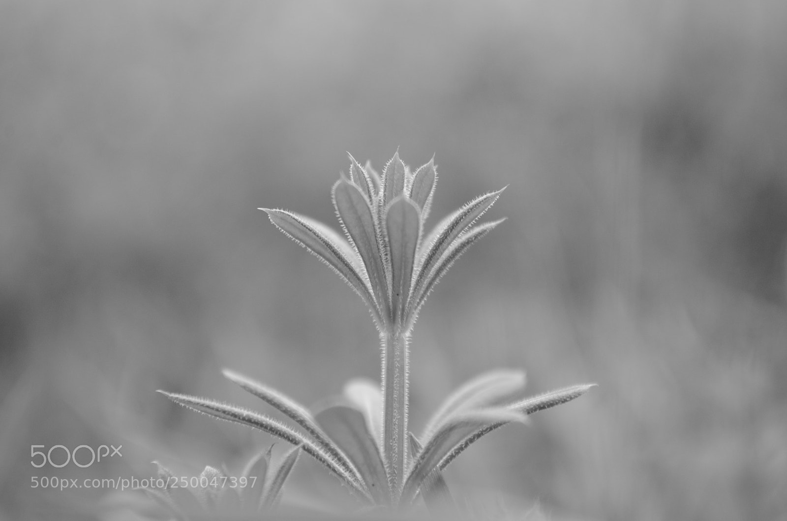 Nikon D5100 sample photo. Let it grow photography