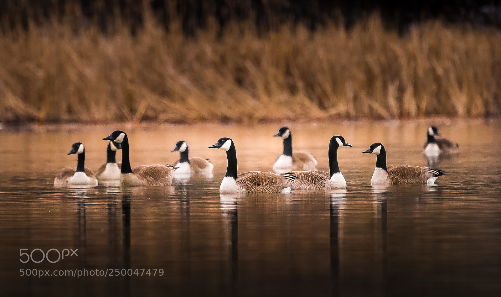 Sony a99 II sample photo. Gathering geese photography