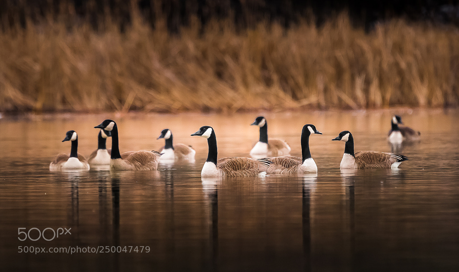 Sony SLT-A99V sample photo. Gathering geese photography