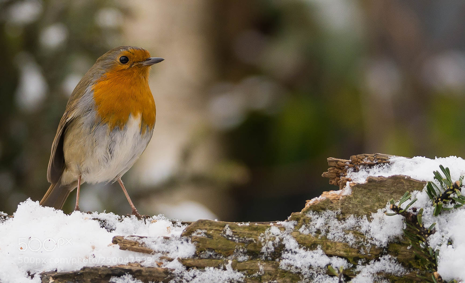 Nikon D7100 sample photo. Well, it is winter photography