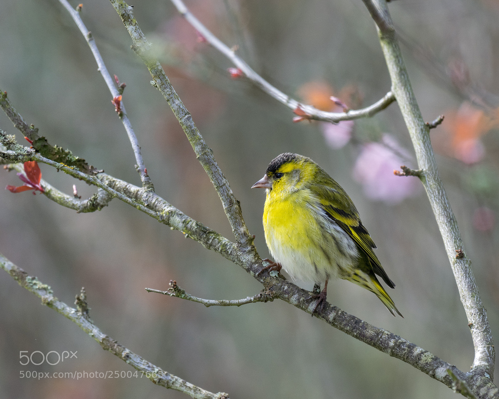 Nikon D5300 sample photo. Spring colors and the photography