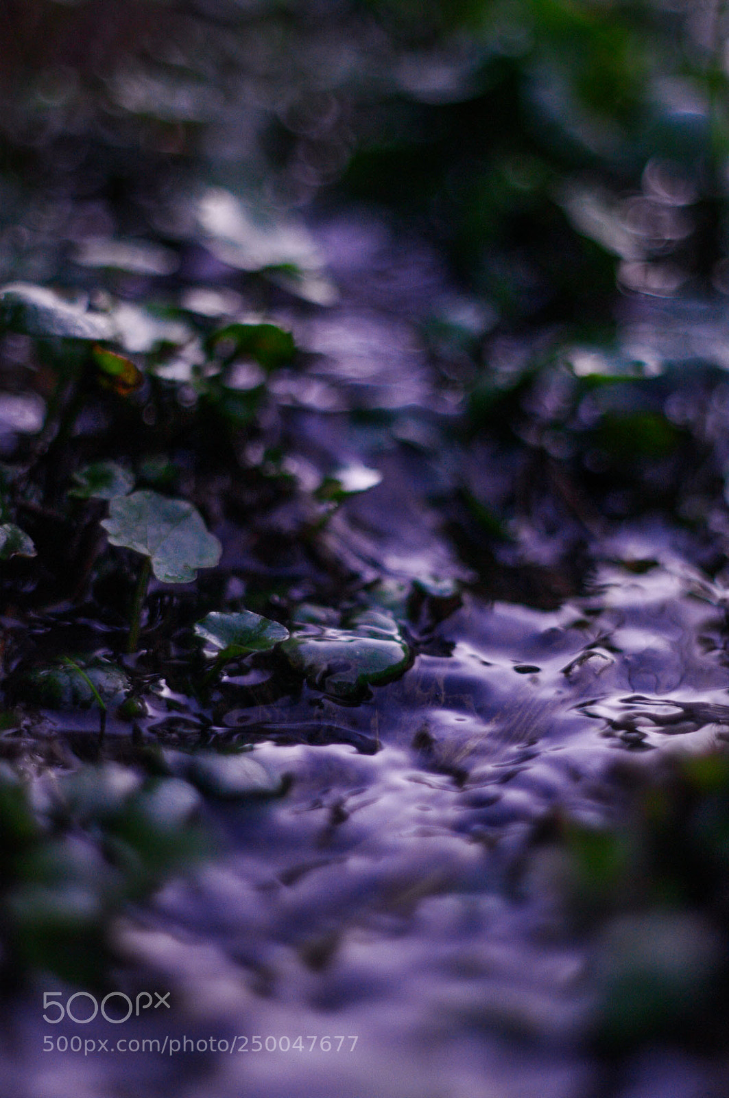 Pentax K20D sample photo. Untitled photography