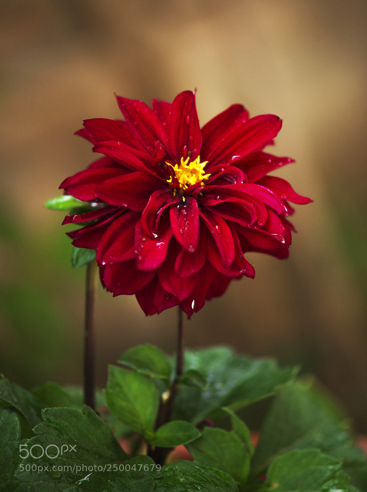 Nikon D600 sample photo. Red flower behind brown photography