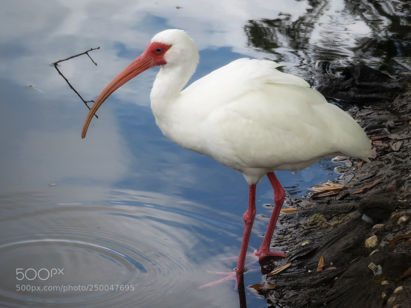 Canon PowerShot SX720 HS sample photo. White ibis photography