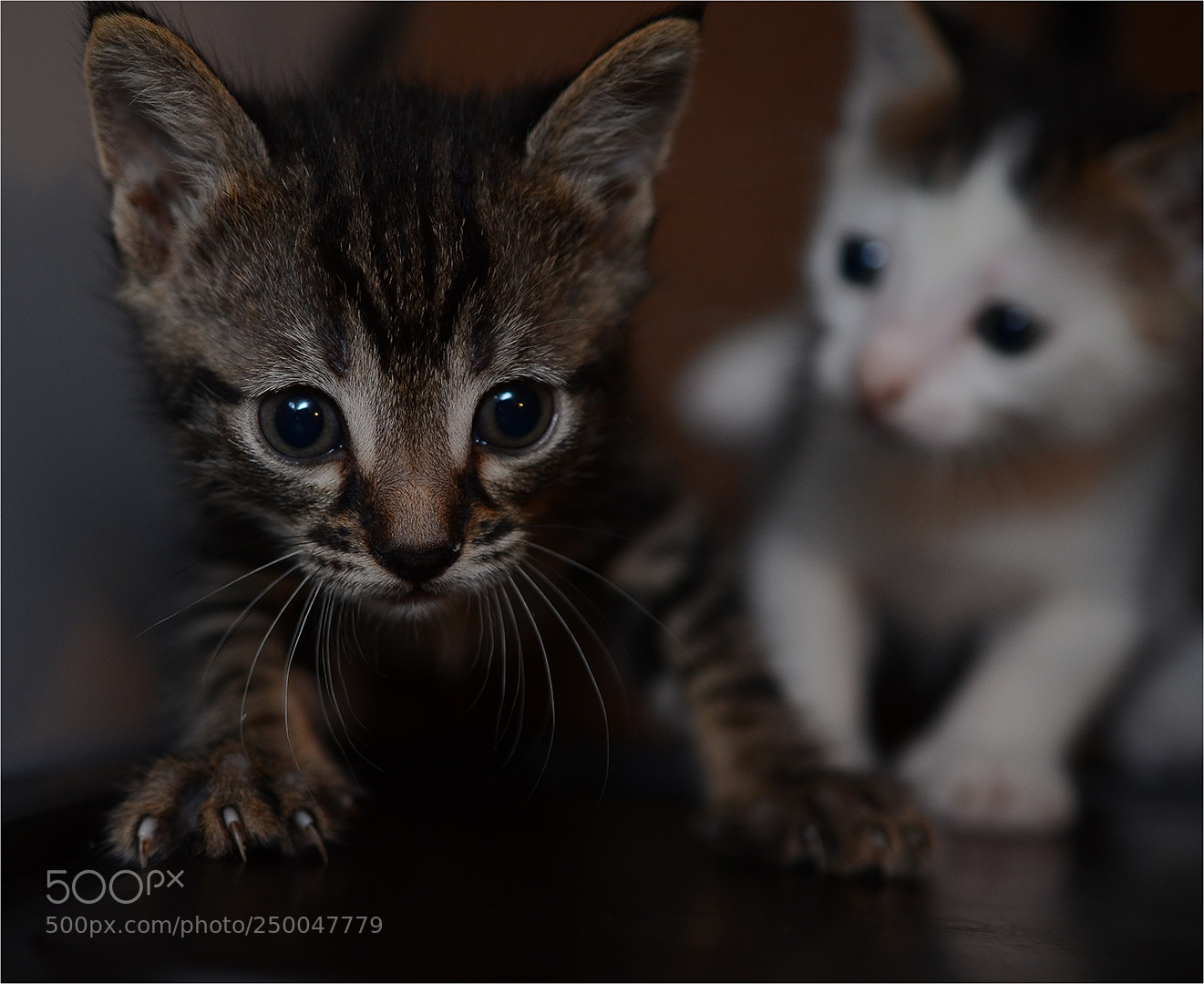 Nikon D7000 sample photo. Banjo and ritlin photography
