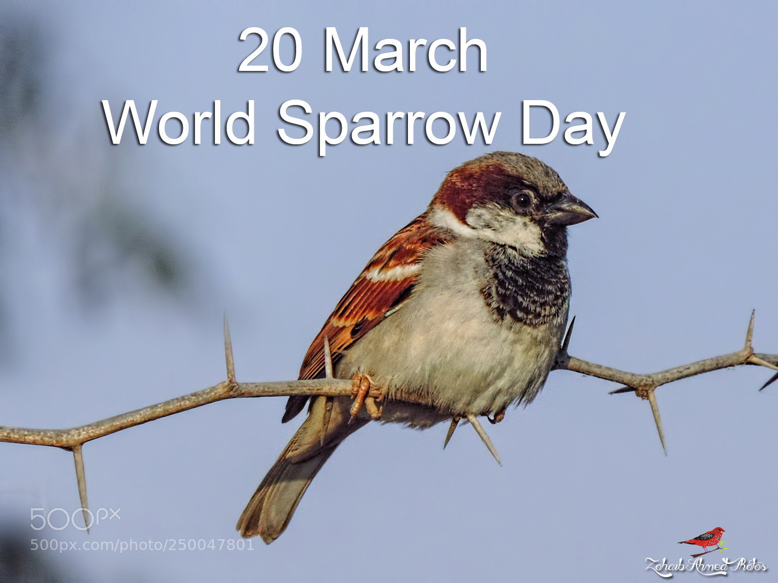 Nikon Coolpix P520 sample photo. House sparrow photography