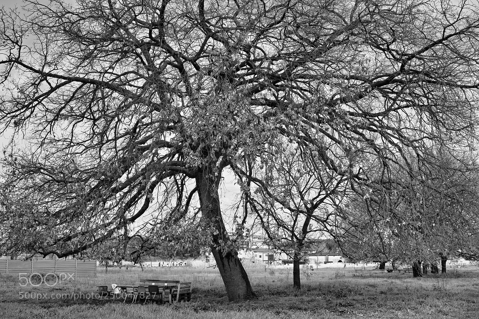 Sigma DP2 Merrill sample photo. Inverno in periferia photography