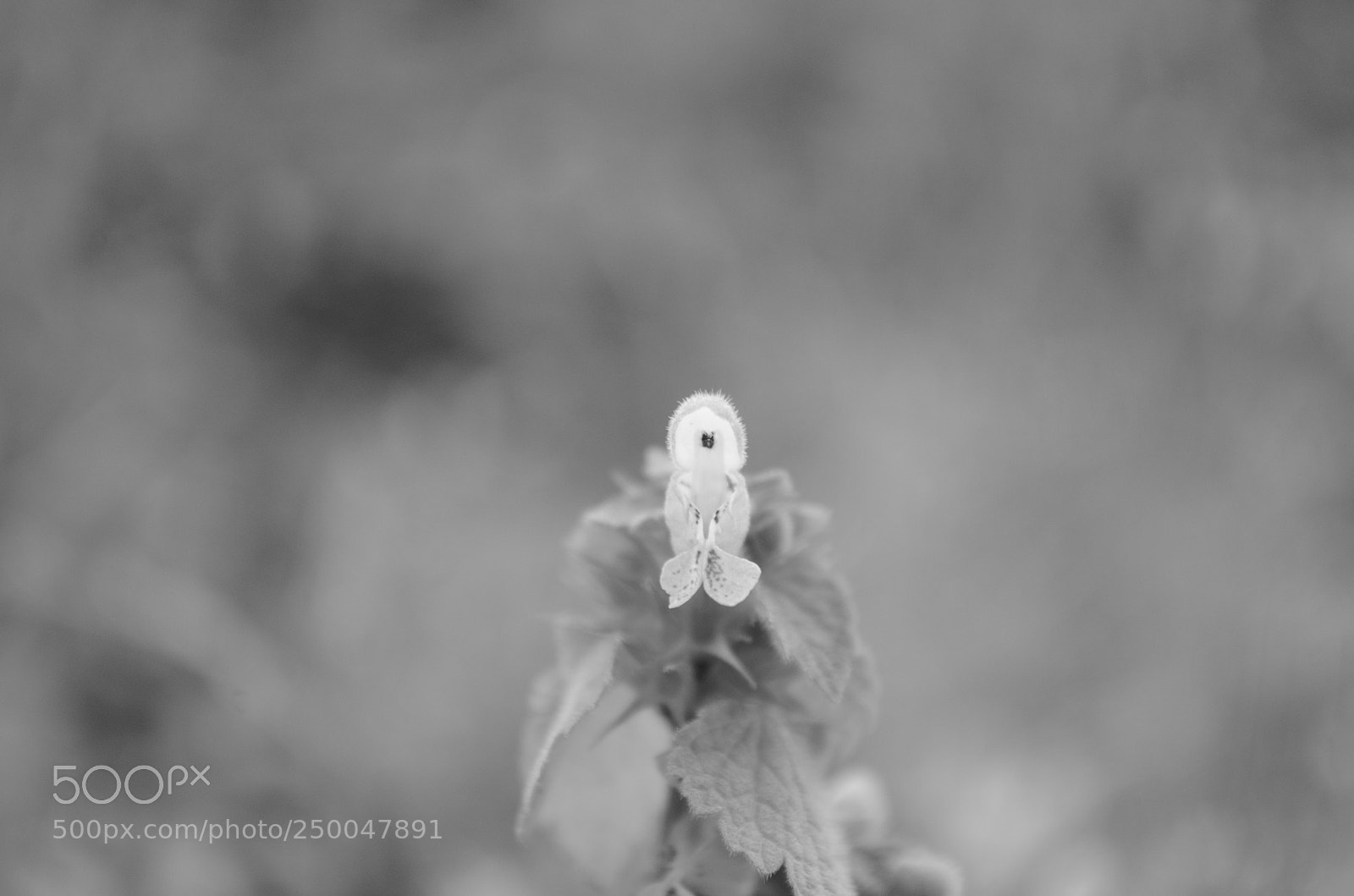 Nikon D5100 sample photo. Hi photography