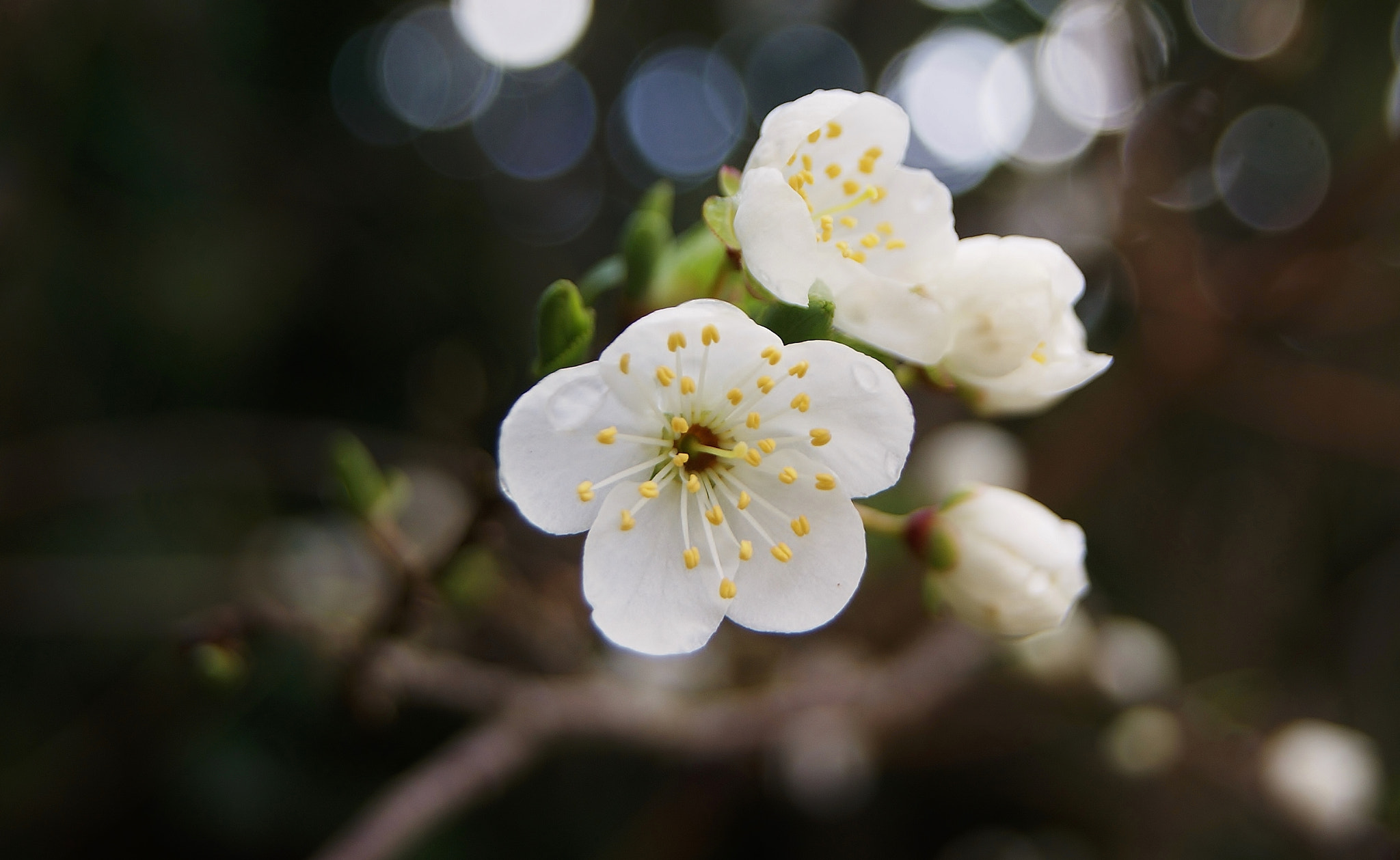 Sony Alpha DSLR-A380 sample photo. White plums back ... 2018 photography