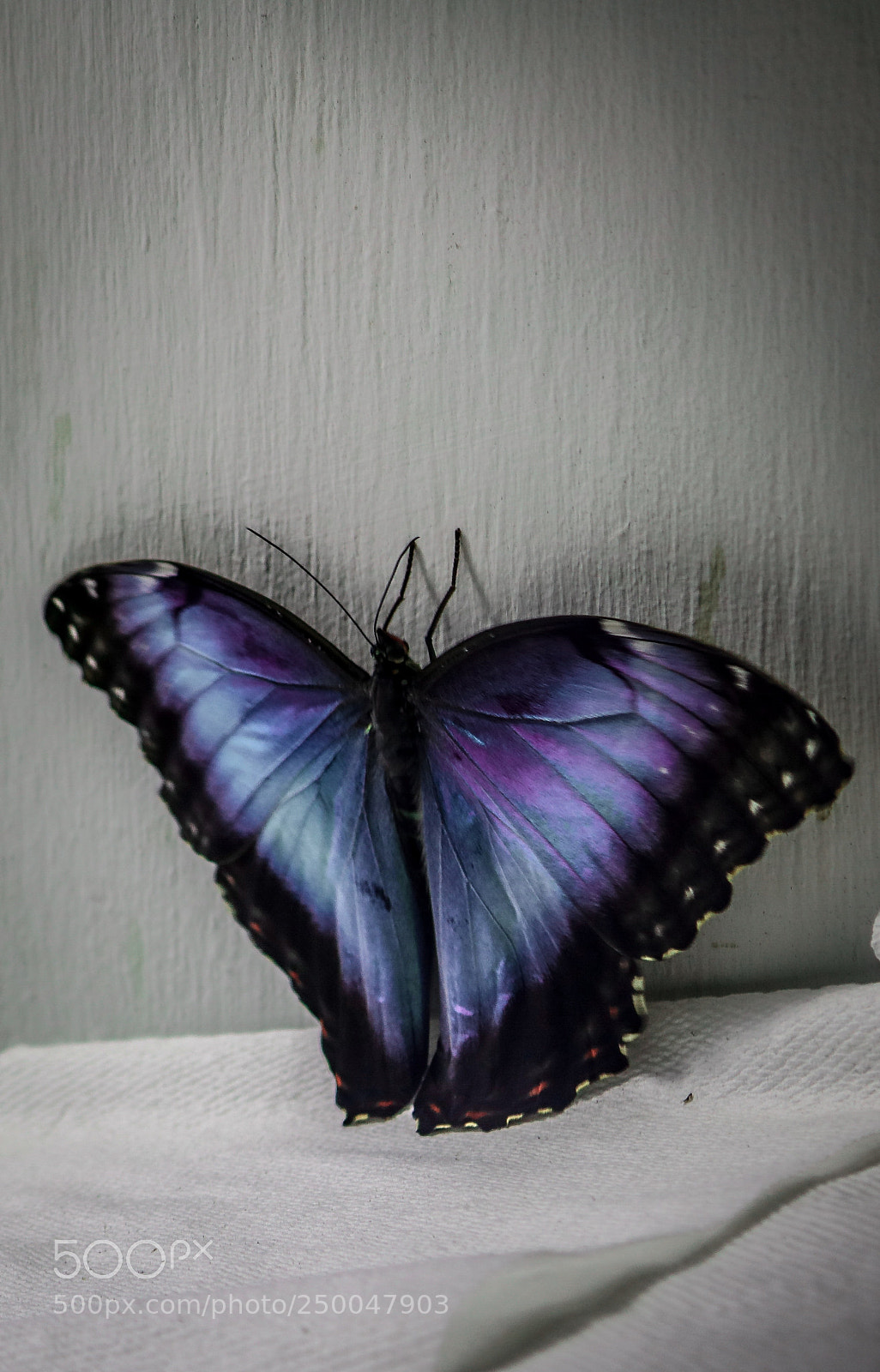 Canon EOS 750D (EOS Rebel T6i / EOS Kiss X8i) sample photo. Untitled photography