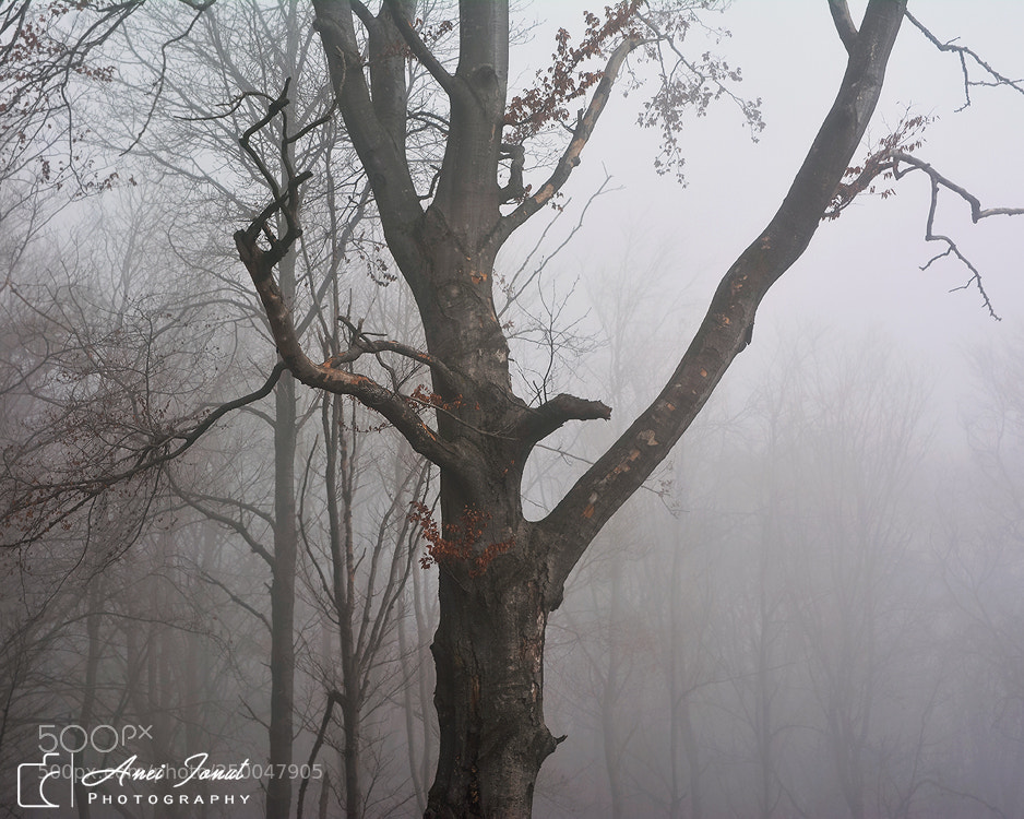 Nikon D7100 sample photo. Into the fog photography