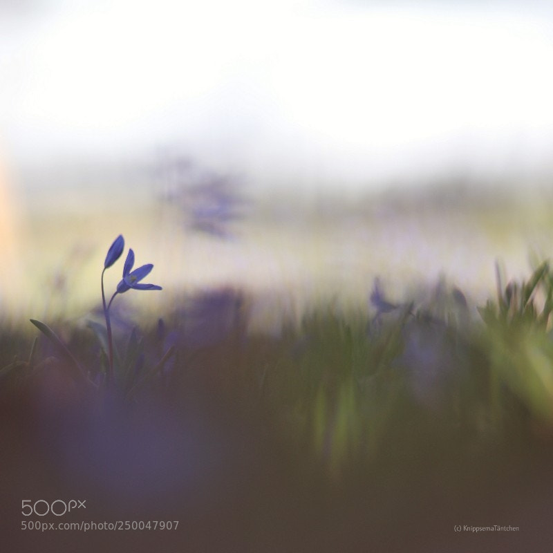 Canon EOS 80D sample photo. ... spring squill. photography
