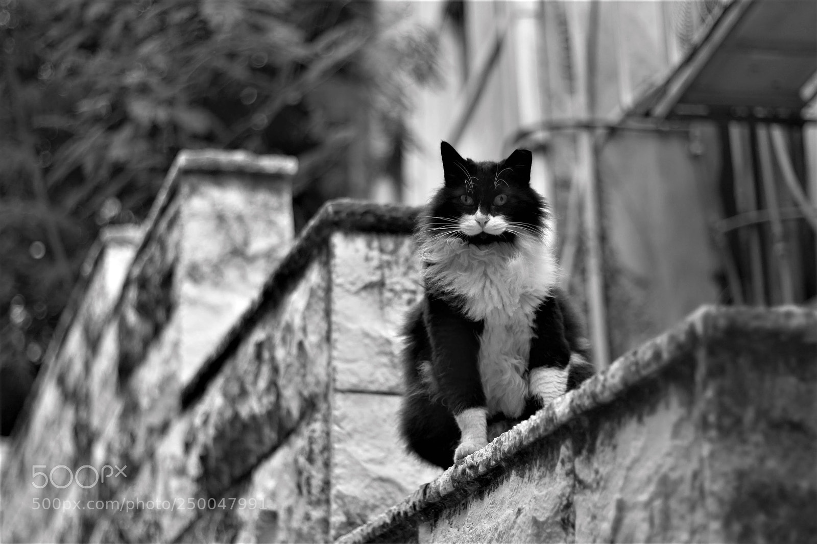 Canon EOS 700D (EOS Rebel T5i / EOS Kiss X7i) sample photo. Black and white cat photography