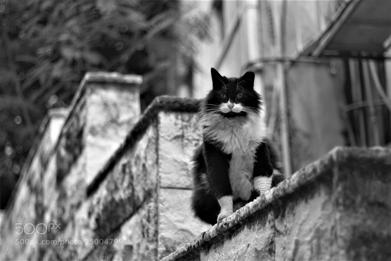 Canon EOS 700D (EOS Rebel T5i / EOS Kiss X7i) sample photo. Black and white cat photography