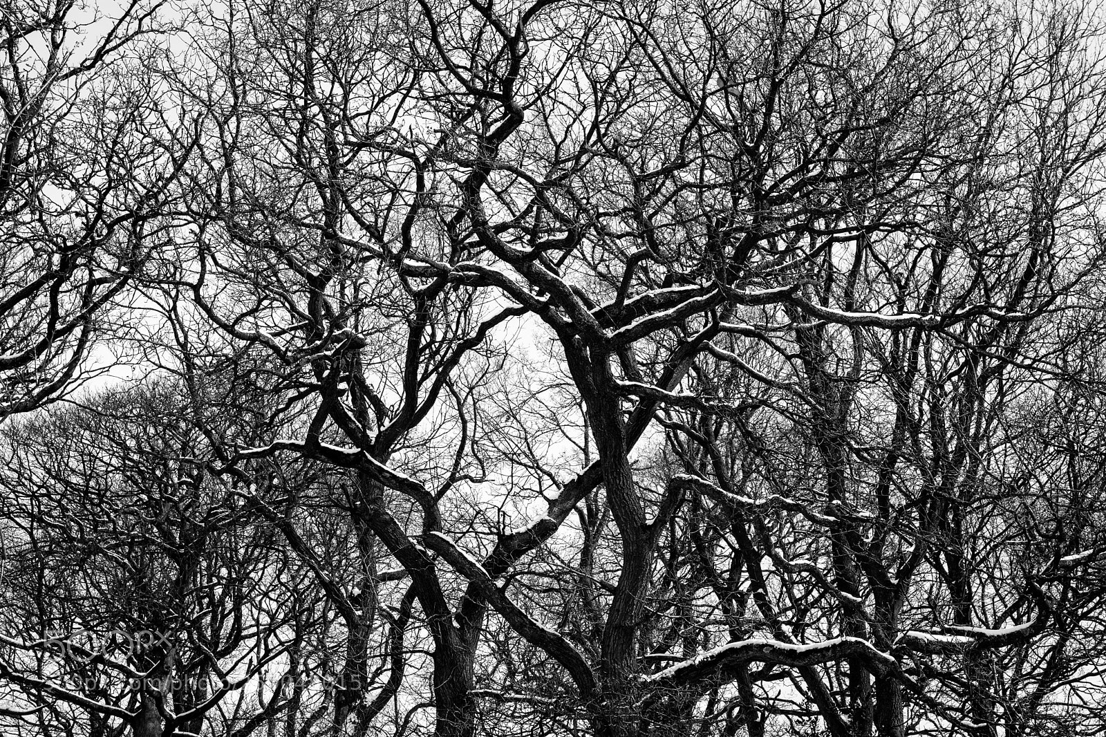 Nikon D7200 sample photo. Winter trees_black&white photography