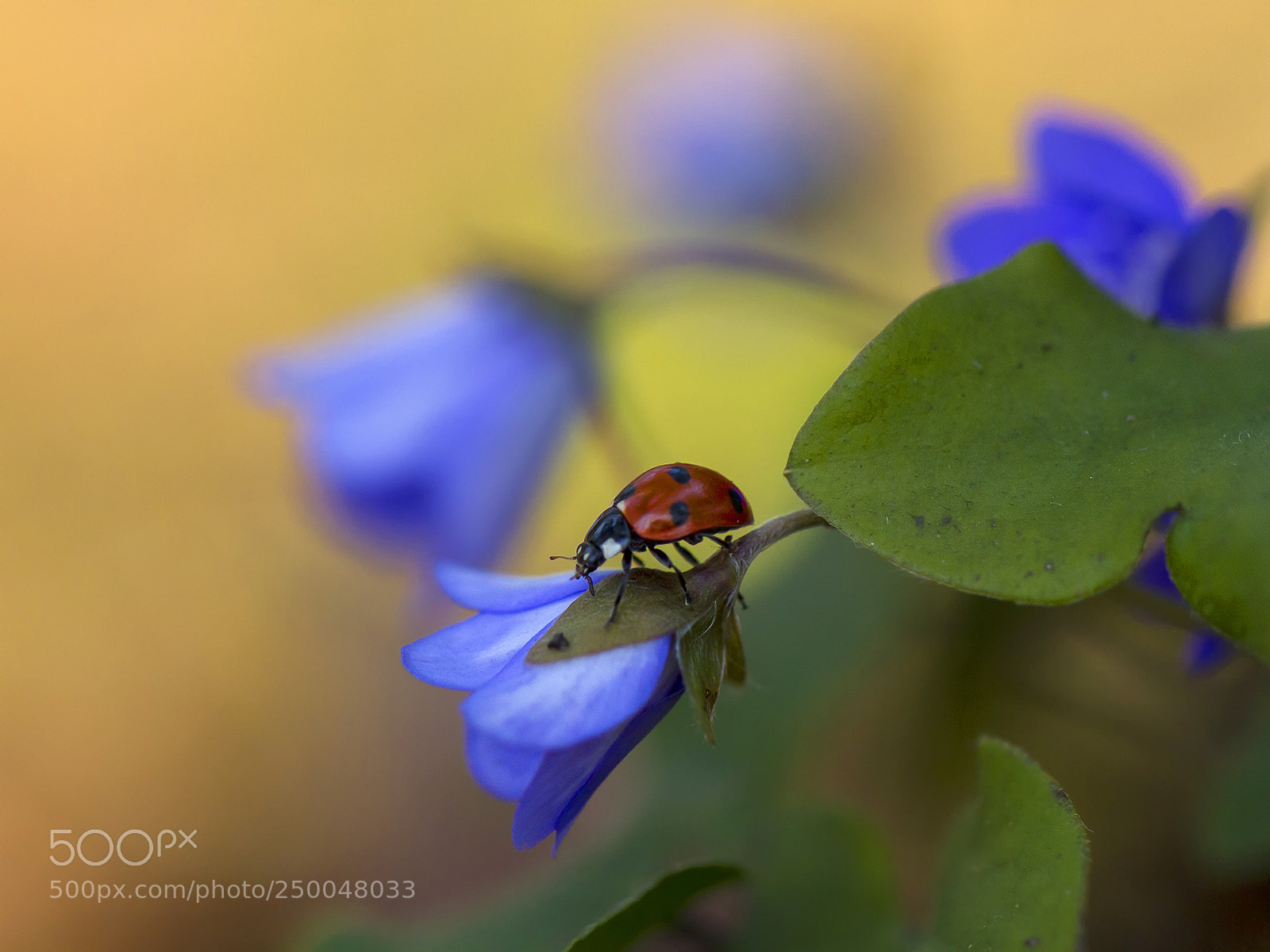 Canon EOS 7D sample photo. Spring mood photography