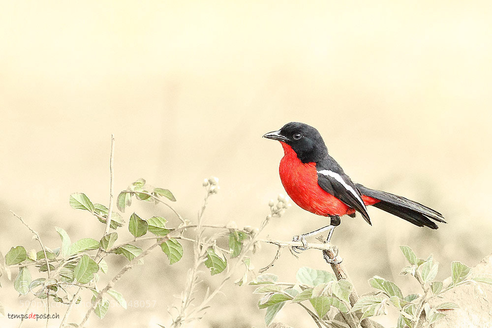 Canon EOS 7D sample photo. Quiet little bird photography