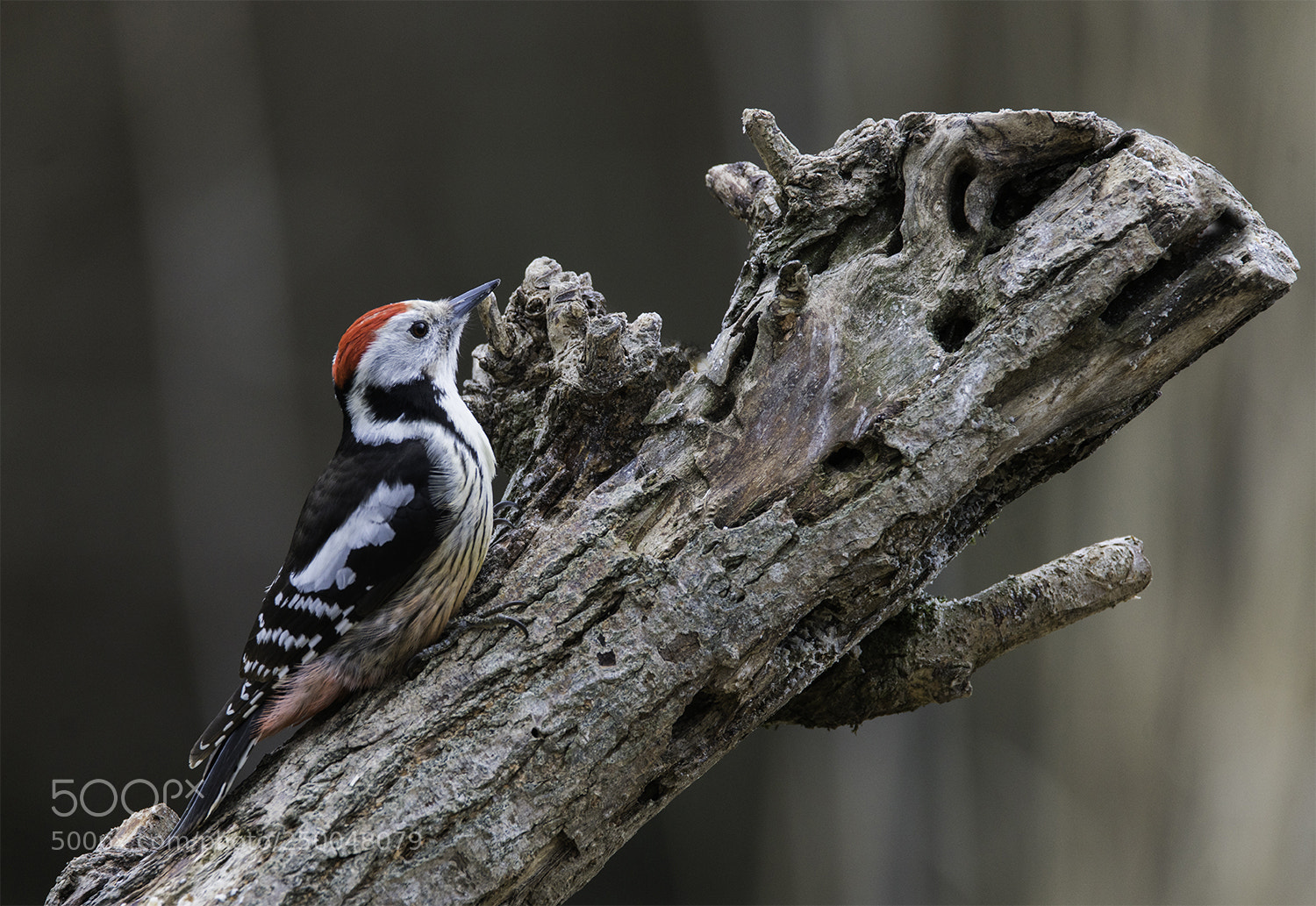 Sony a7R II sample photo. Mittelspecht (leiopicus) photography