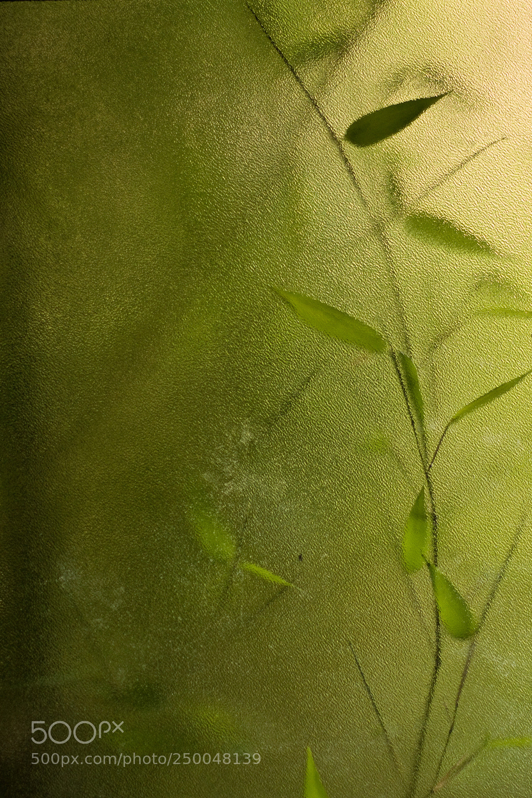 Canon EOS 40D sample photo. Bamboo photography