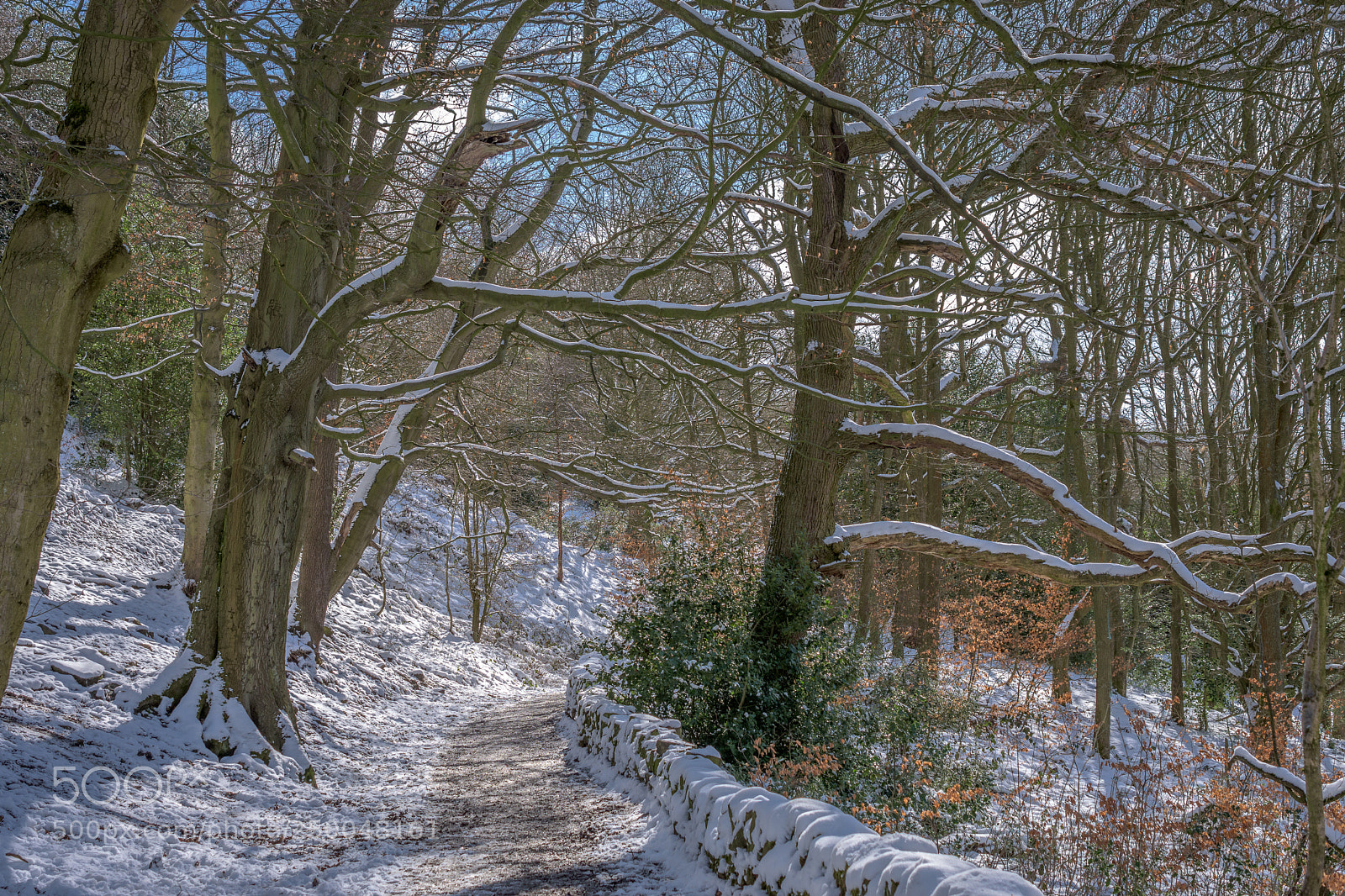 Nikon D7200 sample photo. Woodland footpath#1 photography