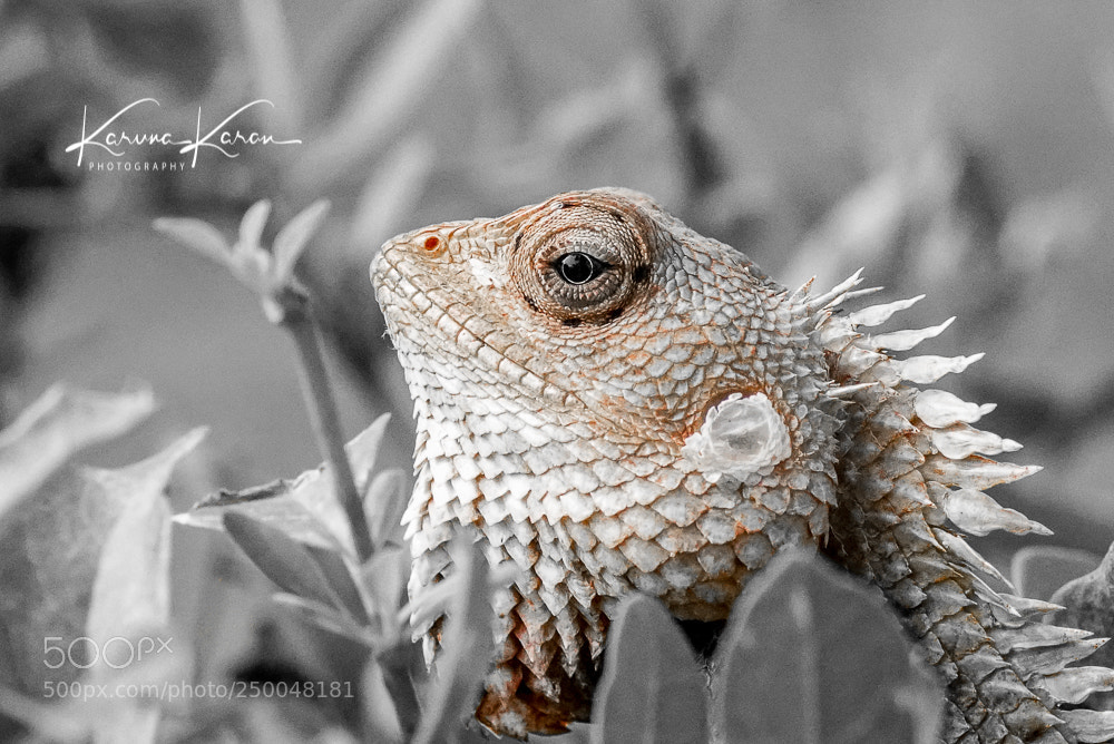 Sony a99 II sample photo. Mom chameleon photography
