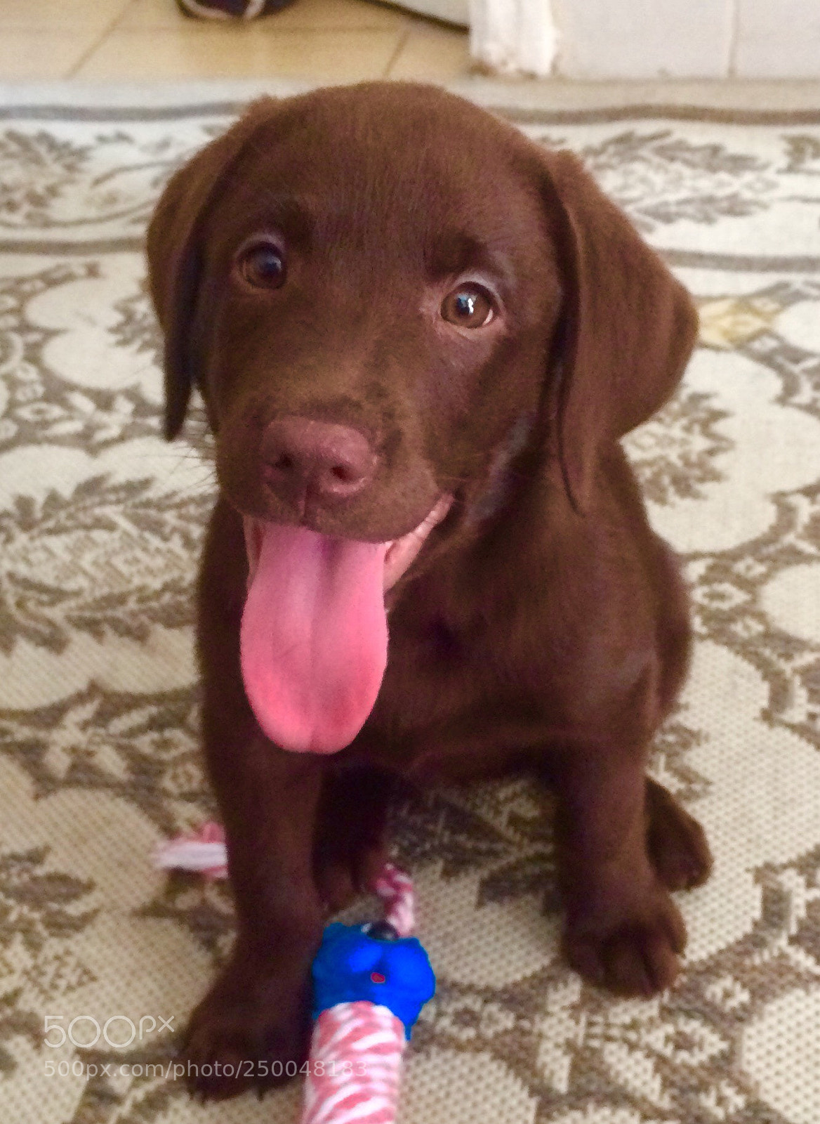 Apple iPhone 5s sample photo. Chocolate dog photography