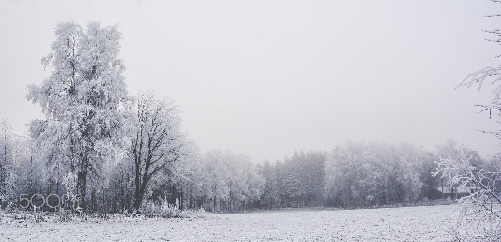 Nikon D7100 sample photo. Winter field photography