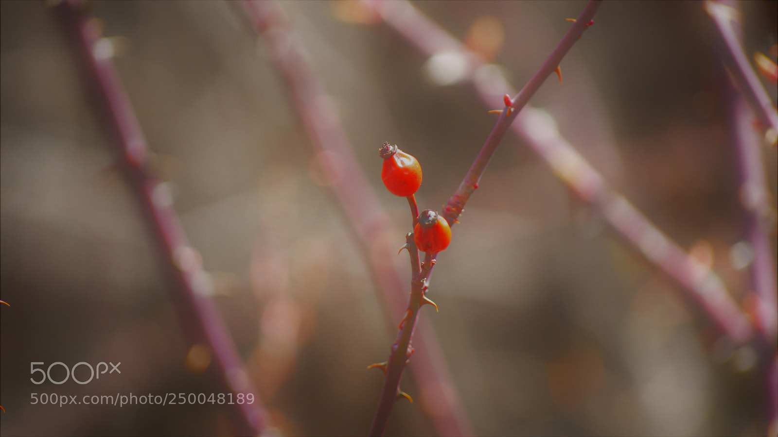 Nikon D3200 sample photo. Untitled photography
