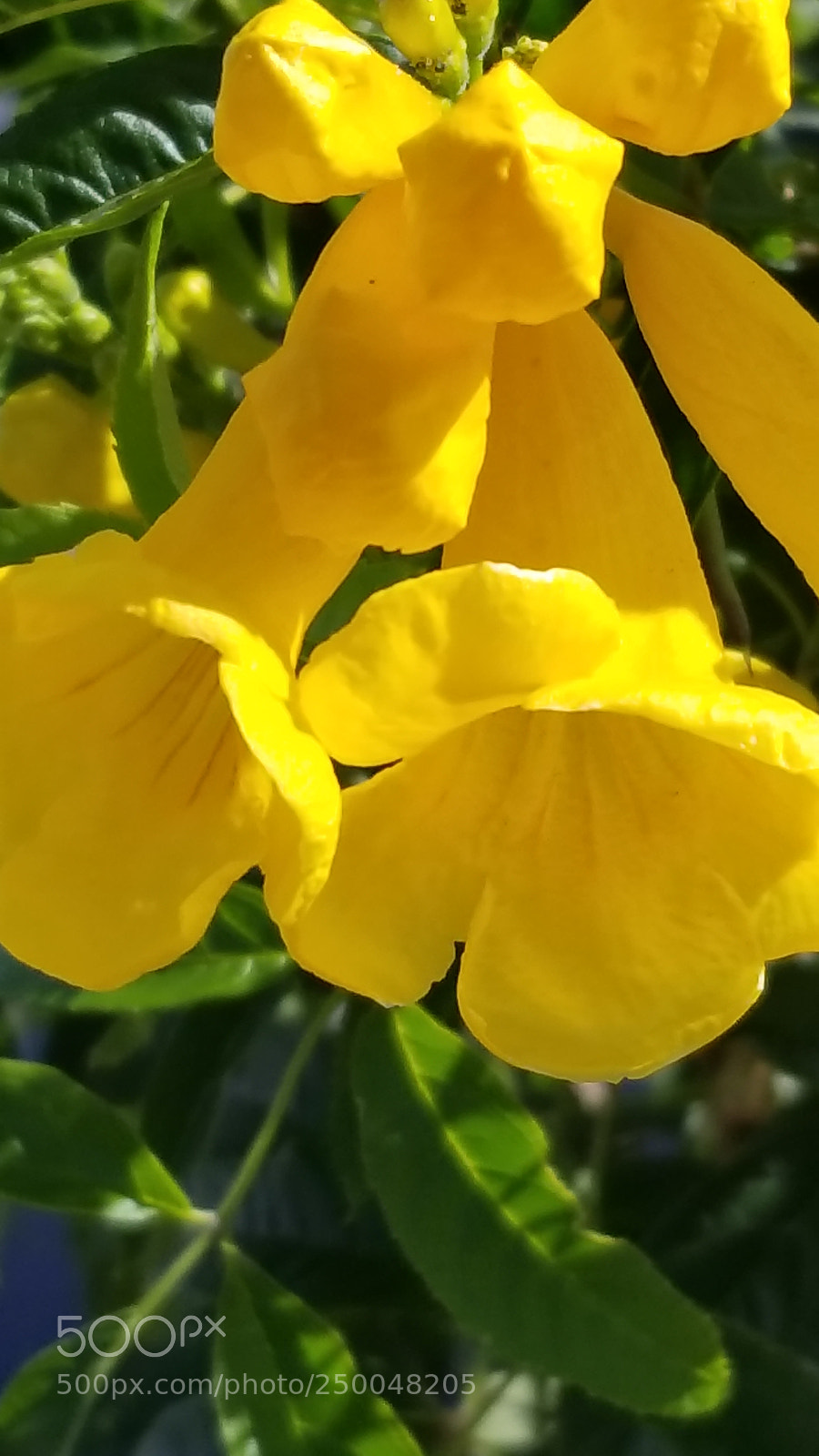 Samsung Galaxy S8+ sample photo. Untitled photography