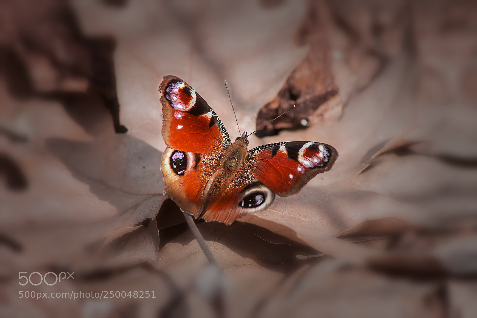 Nikon D810 sample photo. Inachis io photography