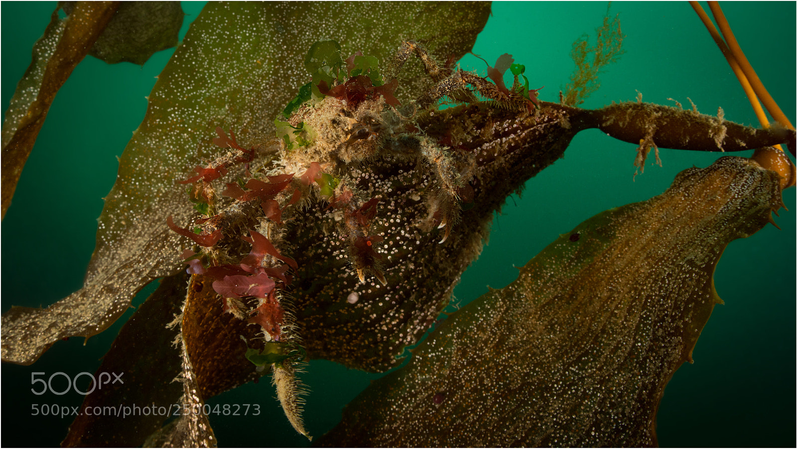 Nikon D800E sample photo. Decoration/camouflage photography