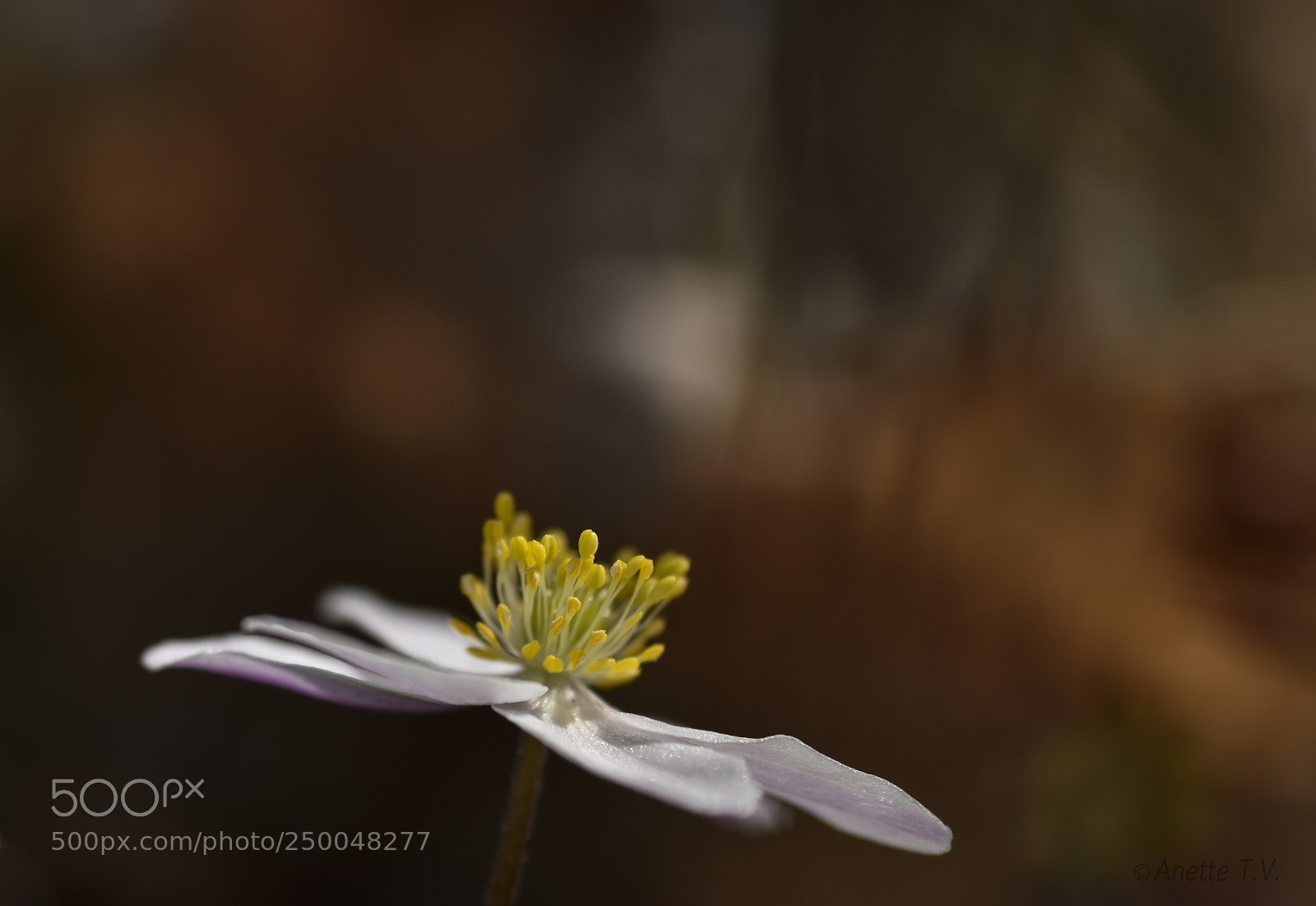 Nikon D5500 sample photo. April last year.. photography
