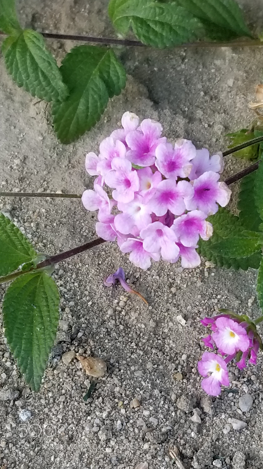 Samsung Galaxy S8+ sample photo. Untitled photography