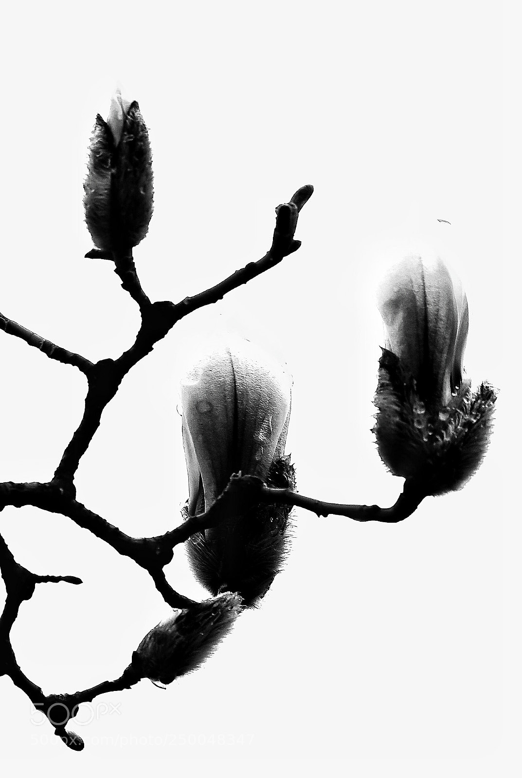 Nikon D4S sample photo. Untitled photography
