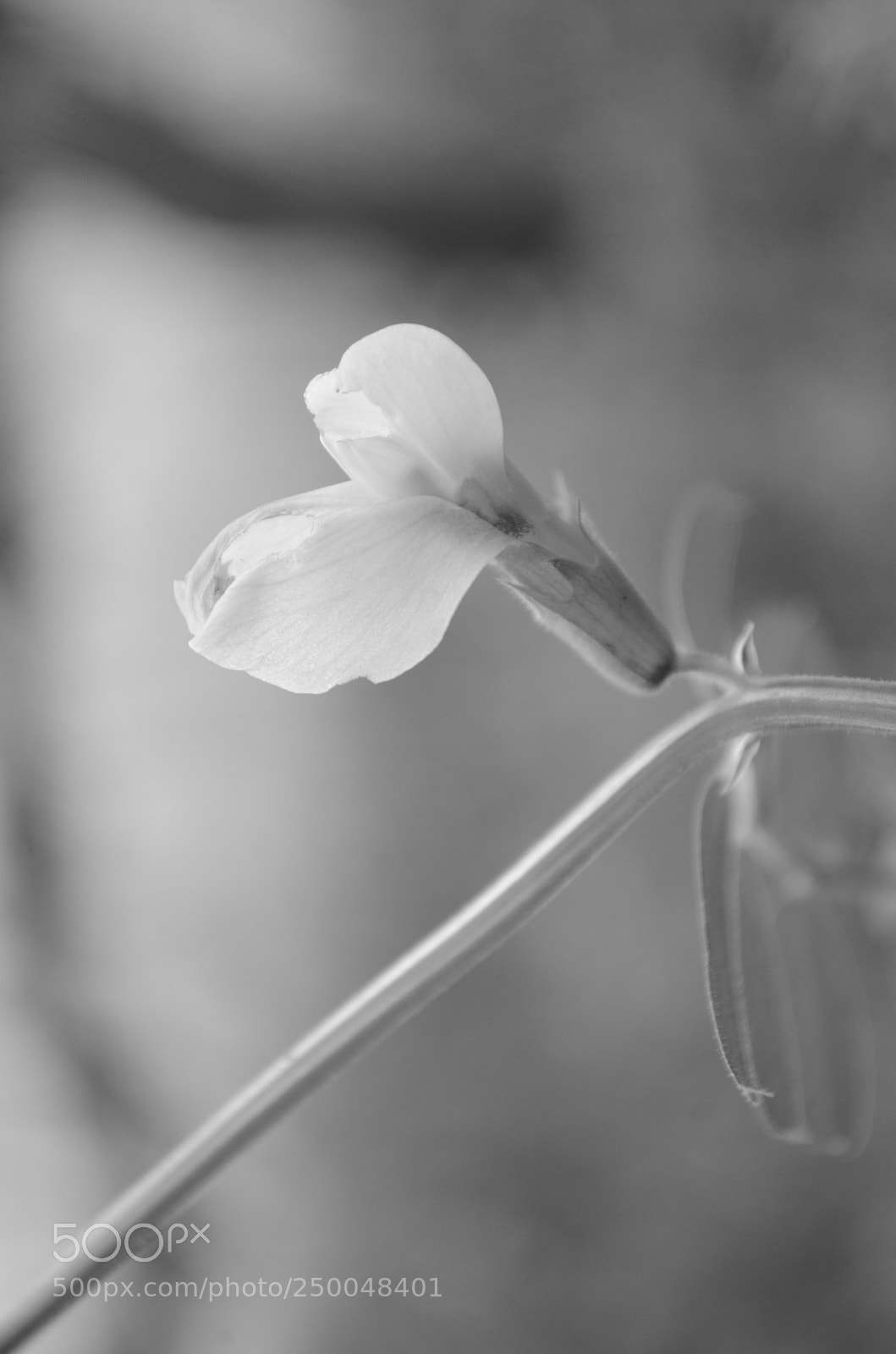 Nikon D5100 sample photo. Pride photography