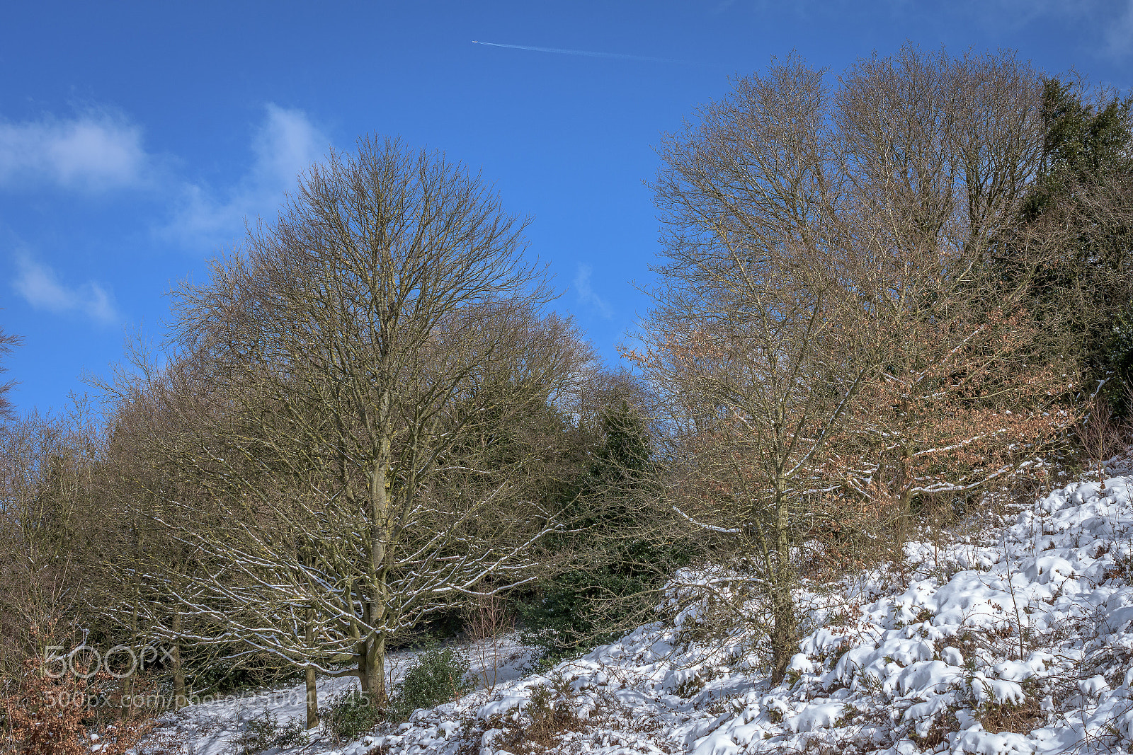Nikon D7200 sample photo. Winter trees photography