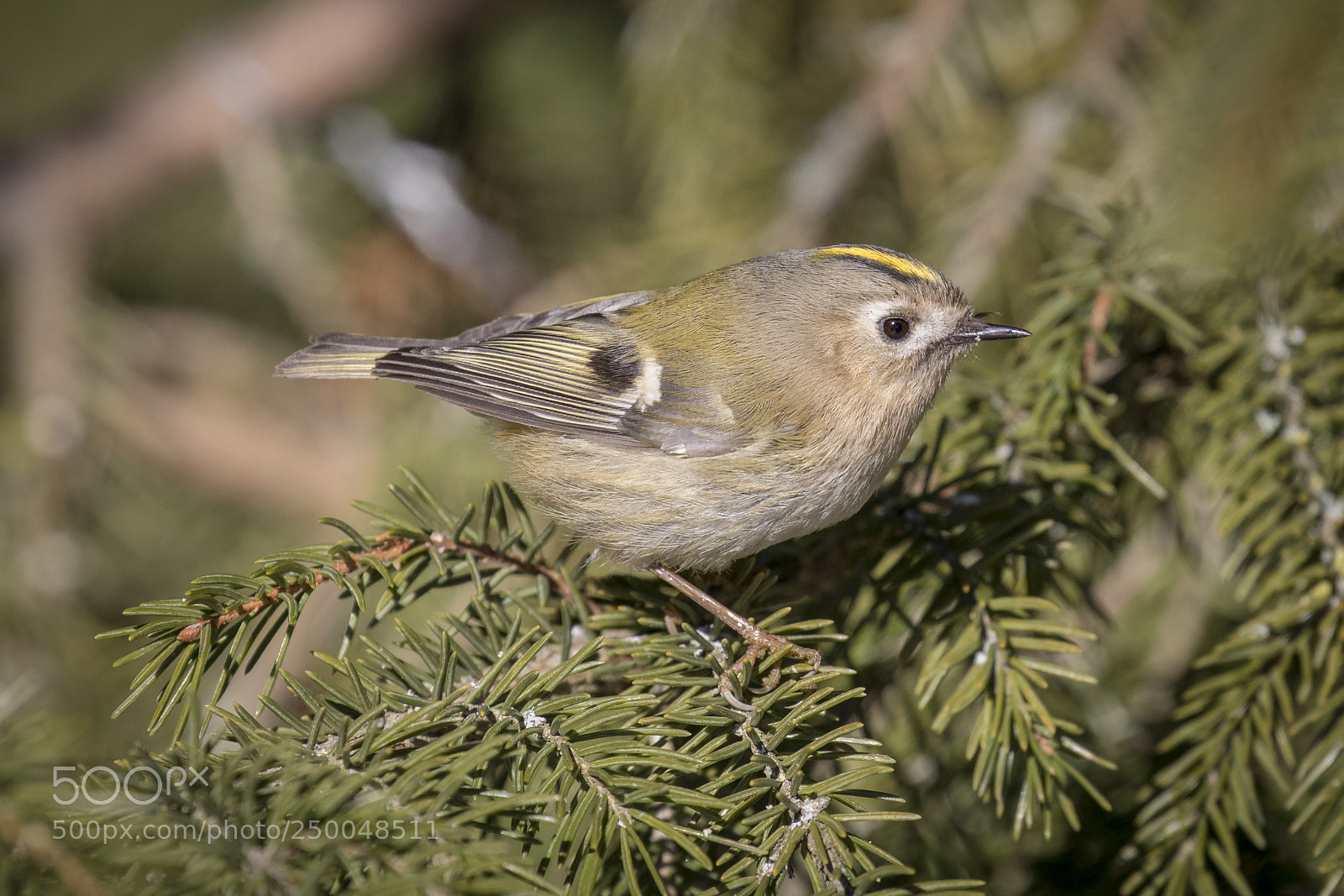 Canon EOS 5D Mark IV sample photo. Goldcrest photography